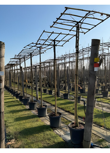 LIQUIDAMBAR styraciflua (Copalme d'Amérique) En pot forme plateau sur tige hauteur du tronc 190-210