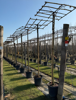 LIQUIDAMBAR styraciflua (Copalme d'Amérique) En pot forme plateau sur tige hauteur du tronc 190-210