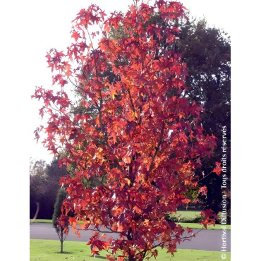 LIQUIDAMBAR styraciflua