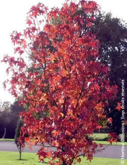topiaire-copalme-damerique-liquidambar-styraciflua-6.jpg
