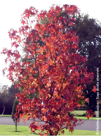 LIQUIDAMBAR styraciflua