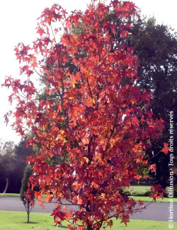 topiaire-copalme-damerique-liquidambar-styraciflua-6.jpg