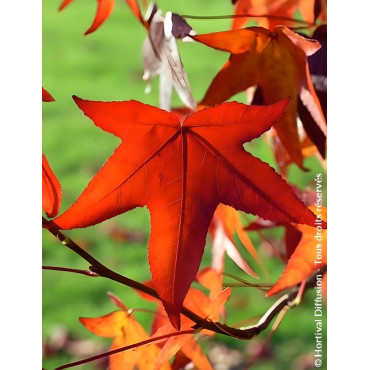 LIQUIDAMBAR styraciflua