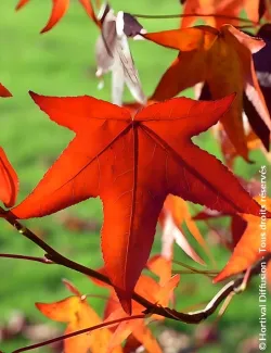 topiaire-copalme-damerique-liquidambar-styraciflua-1.jpg