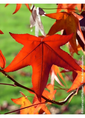 LIQUIDAMBAR styraciflua