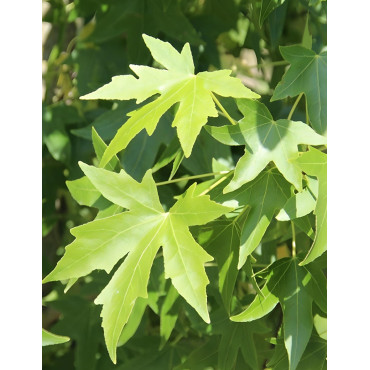LIQUIDAMBAR styraciflua