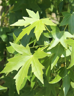 LIQUIDAMBAR styraciflua