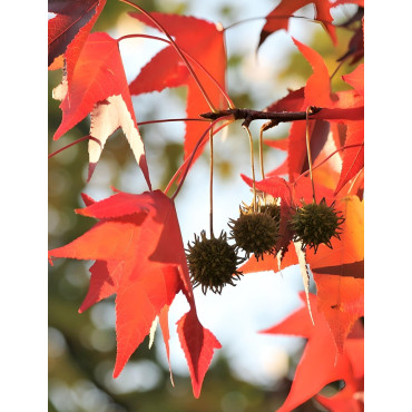 LIQUIDAMBAR styraciflua