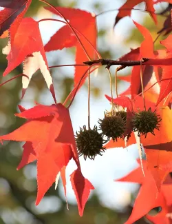 topiaire-copalme-damerique-liquidambar-styraciflua-4.jpg