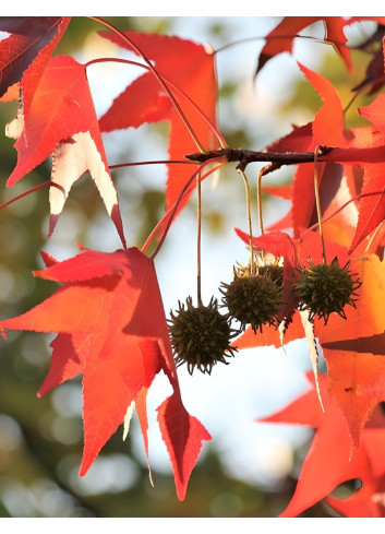 LIQUIDAMBAR styraciflua