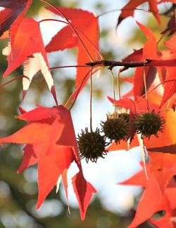 topiaire-copalme-damerique-liquidambar-styraciflua-4.jpg