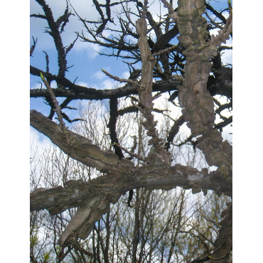 LIQUIDAMBAR styraciflua