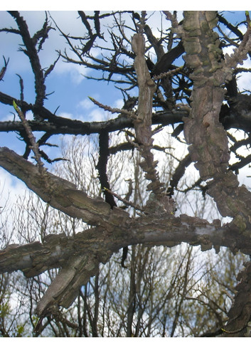 LIQUIDAMBAR styraciflua