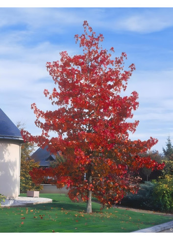LIQUIDAMBAR styraciflua