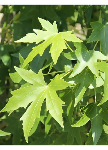 LIQUIDAMBAR styraciflua