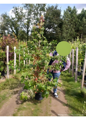 LIQUIDAMBAR styraciflua En pot de 15-20 litres baliveau hauteur 150-200 cm