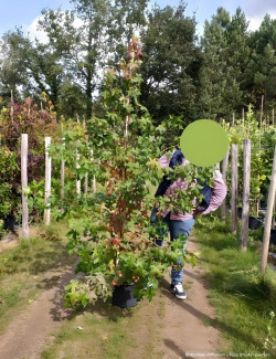 LIQUIDAMBAR styraciflua En pot de 15-20 litres baliveau hauteur 150-200 cm