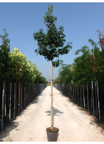 LIQUIDAMBAR styraciflua En pot de 35-50 litres tige hauteur du tronc 190-210 cm circonférence du tronc 10-12 cm
