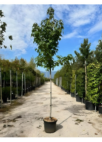 LIQUIDAMBAR styraciflua En pot de 50-70 litres tige hauteur du tronc 190-210 cm circonférence du tronc 12-14 cm