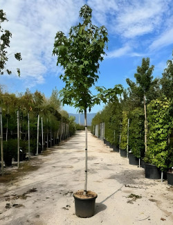 LIQUIDAMBAR styraciflua En pot de 50-70 litres tige hauteur du tronc 190-210 cm circonférence du tronc 12-14 cm