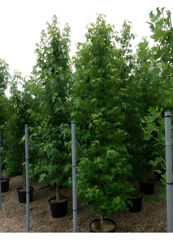 LIQUIDAMBAR styraciflua En pot de 35-50 litres tige branchue de la base hauteur 250-300 cm