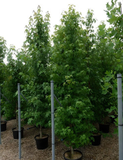 LIQUIDAMBAR styraciflua En pot de 35-50 litres tige branchue de la base hauteur 250-300 cm
