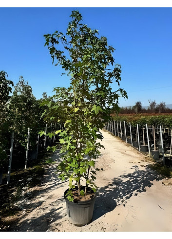 LIQUIDAMBAR styraciflua En pot de 35-50 litres cépée hauteur 250-300 cm