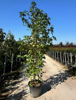 LIQUIDAMBAR styraciflua En pot de 35-50 litres cépée hauteur 250-300 cm