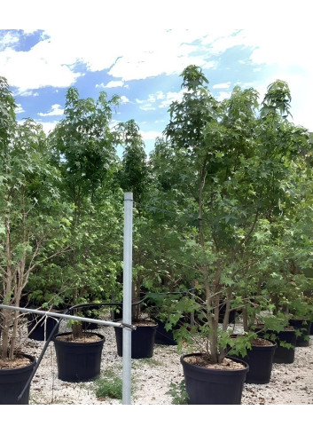 LIQUIDAMBAR styraciflua En pot de 110-130 litres cépée hauteur 350-400 cm
