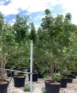 LIQUIDAMBAR styraciflua En pot de 110-130 litres cépée hauteur 350-400 cm