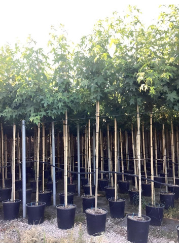 LIQUIDAMBAR styraciflua En pot de 30-35 litres tige hauteur du tronc 190-210 cm circonférence du tronc 08-10 cm