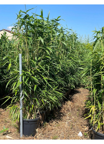 PSEUDOSASA japonica En pot de 35-50 litres buisson hauteur 150-175 cm