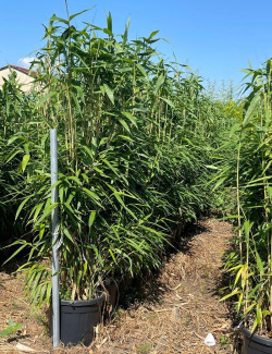 PSEUDOSASA japonica En pot de 35-50 litres buisson hauteur 150-175 cm