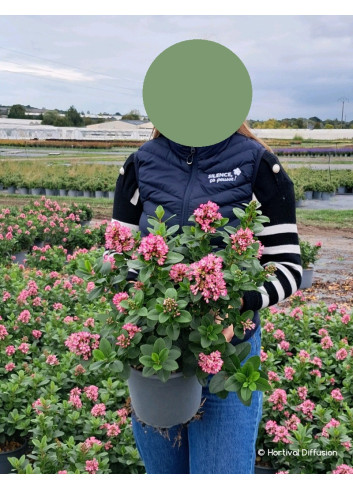 ESCALLONIA laevis PINK ELLE En pot de 4-5 litres buisson hauteur 040-060 cm