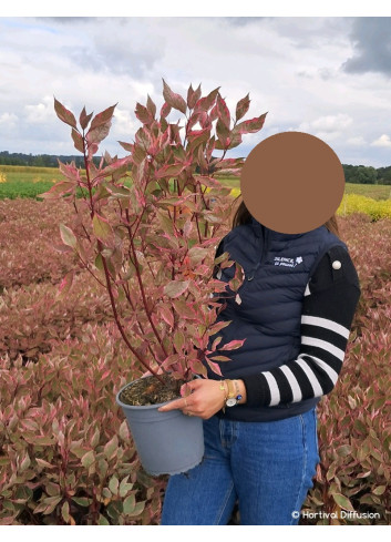 CORNUS alba MIRACLE En pot de 4-5 litres buisson hauteur 040-060 cm