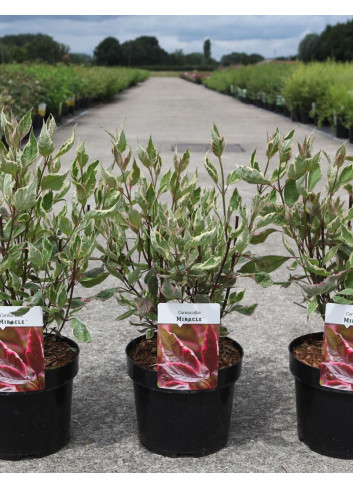 CORNUS alba MIRACLE En pot de 3-4 litres buisson hauteur 030-040 cm