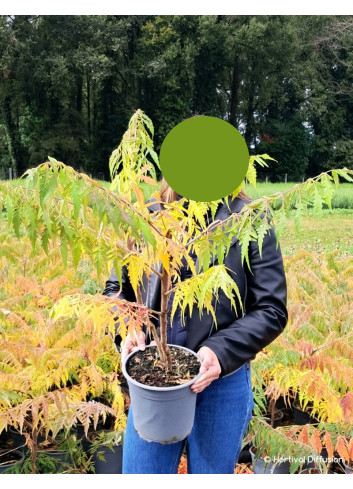 RHUS typhina DISSECTA En pot de 4-5 litres buisson hauteur 040-060 cm