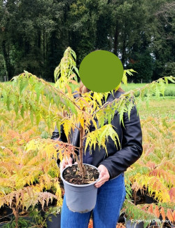 RHUS typhina DISSECTA En pot de 4-5 litres buisson hauteur 040-060 cm