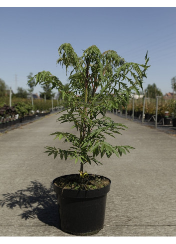 RHUS typhina DISSECTA En pot de 7-10 litres buisson hauteur 060-080 cm