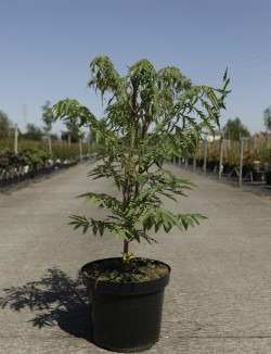RHUS typhina DISSECTA En pot de 7-10 litres buisson hauteur 060-080 cm