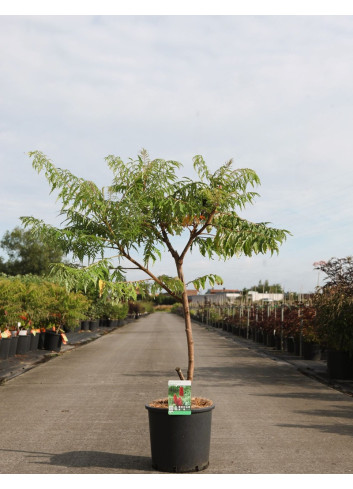 RHUS typhina DISSECTA En pot de 15-20 litres buisson hauteur 080-100 cm