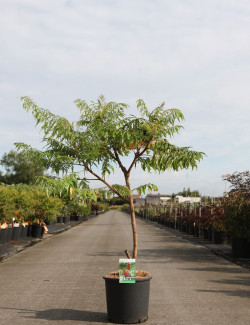 RHUS typhina DISSECTA En pot de 15-20 litres buisson hauteur 080-100 cm