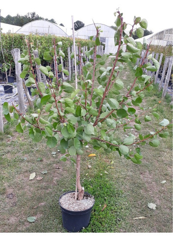 ABRICOTIER En pot de 10-12 litres gobelet 2-3 ans d'âge