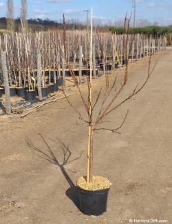 ABRICOTIER En pot de 10-12 litres gobelet 2-3 ans d'âge