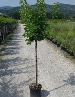 ABRICOTIER En pot de 10-12 litres forme tige hauteur du tronc 090-110 cm