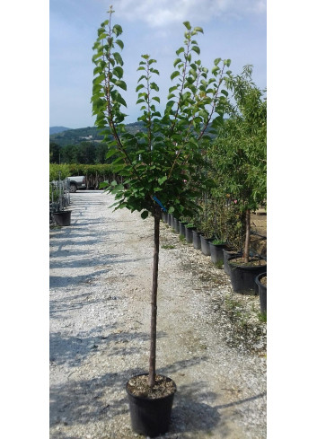 ABRICOTIER En pot de 15-20 litres forme tige hauteur du tronc 090-110 cm