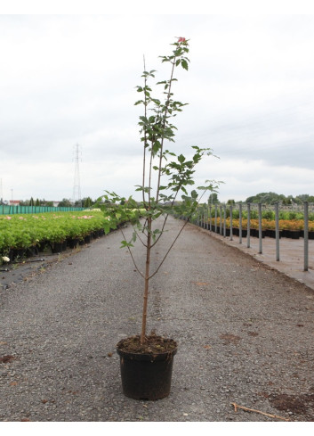 ACER griseum En pot de 5-7 litres buisson hauteur 060-080 cm