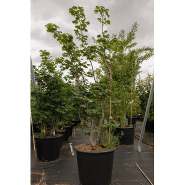 ACER japonicum ACONITIFOLIUM En pot de 50-70 litres buisson hauteur 150-175 cm