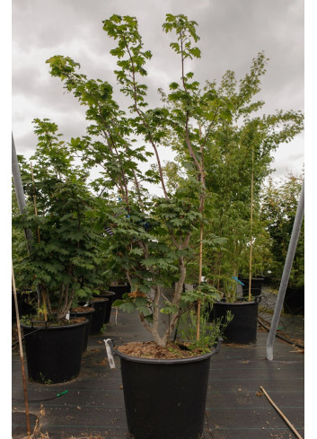 ACER japonicum ACONITIFOLIUM En pot de 50-70 litres buisson hauteur 150-175 cm