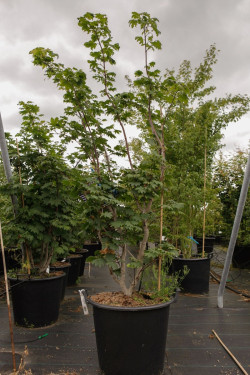 ACER japonicum ACONITIFOLIUM En pot de 50-70 litres buisson hauteur 150-175 cm